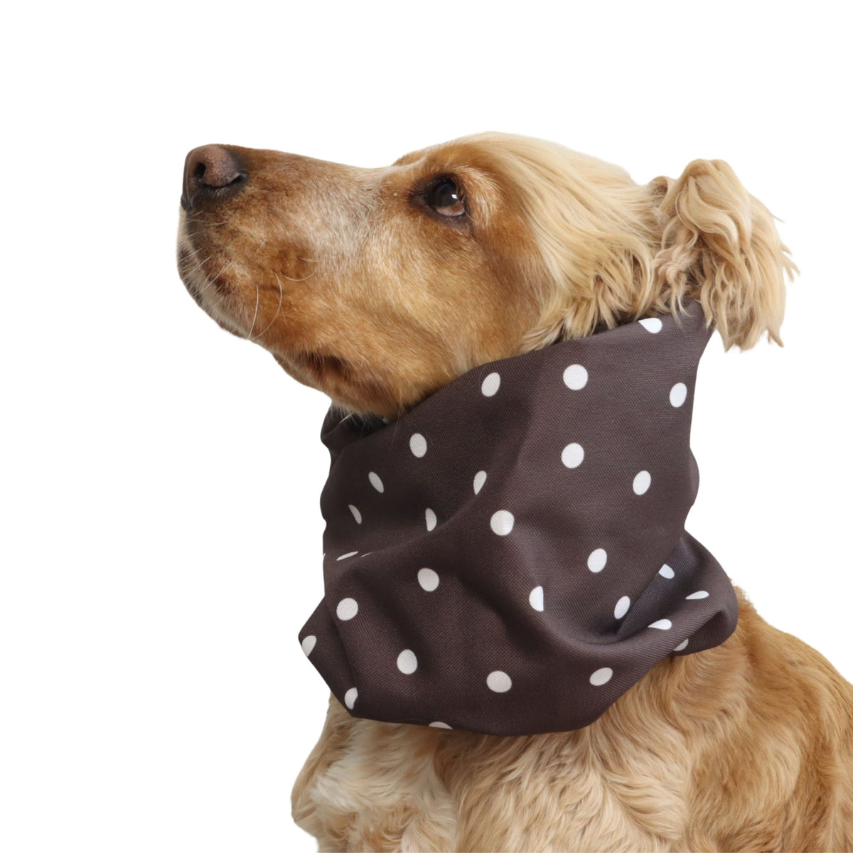 Cocker Spaniel wearing the Espresso Dots dog snood from another angle, showing the fit around the neck and the gathered elastic edges.