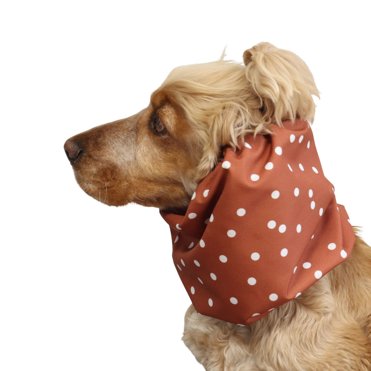 Cocker Spaniel wearing the Terracotta Dots dog snood from another angle, showing the fit around the neck and the gathered elastic edges.
