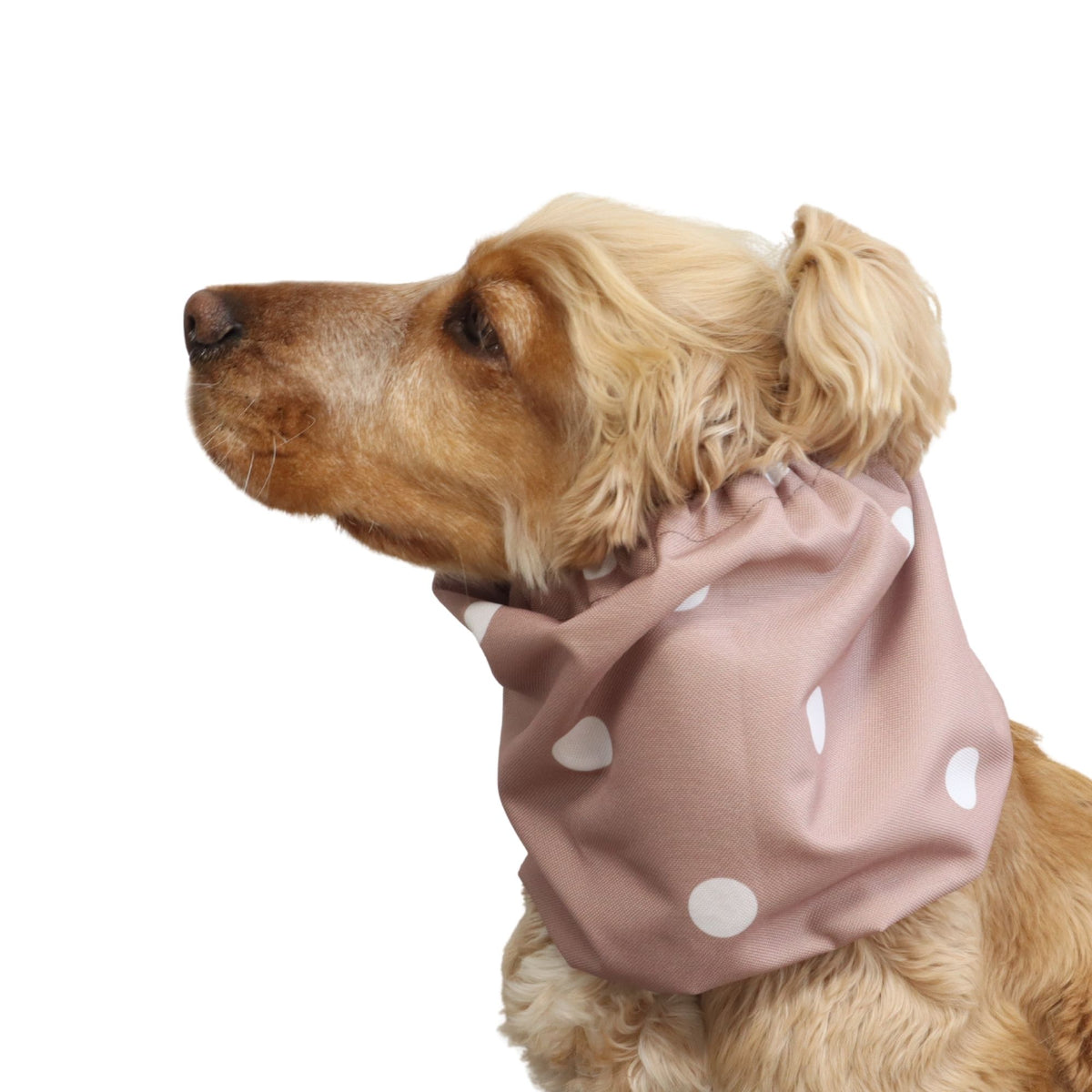 Cocker Spaniel wearing the Blush Dots dog snood from another angle, showing the fit around the neck and the gathered elastic edges.