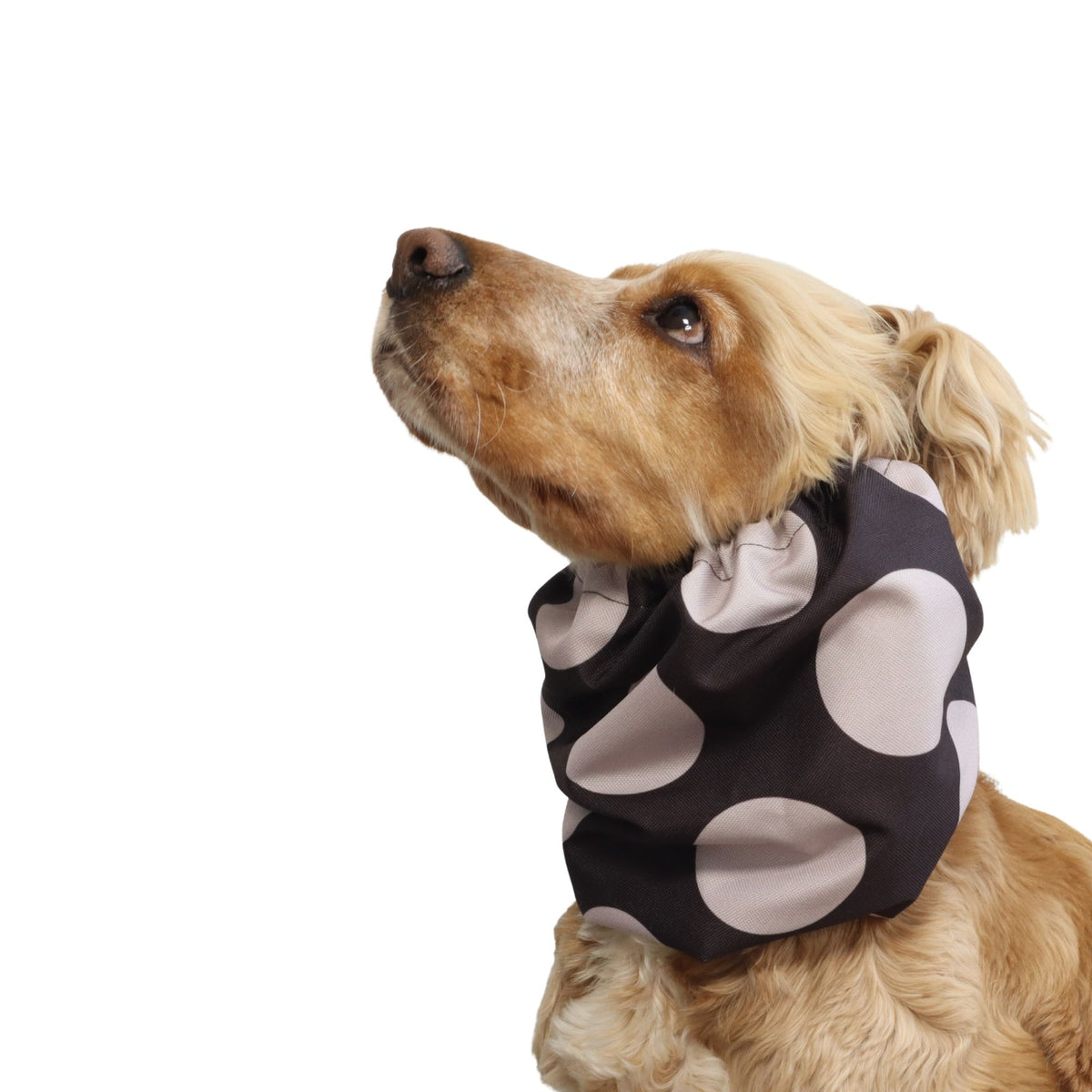 Cocker Spaniel wearing the Chocolate Dots dog snood from another angle, showing the fit around the neck and the gathered elastic edges.