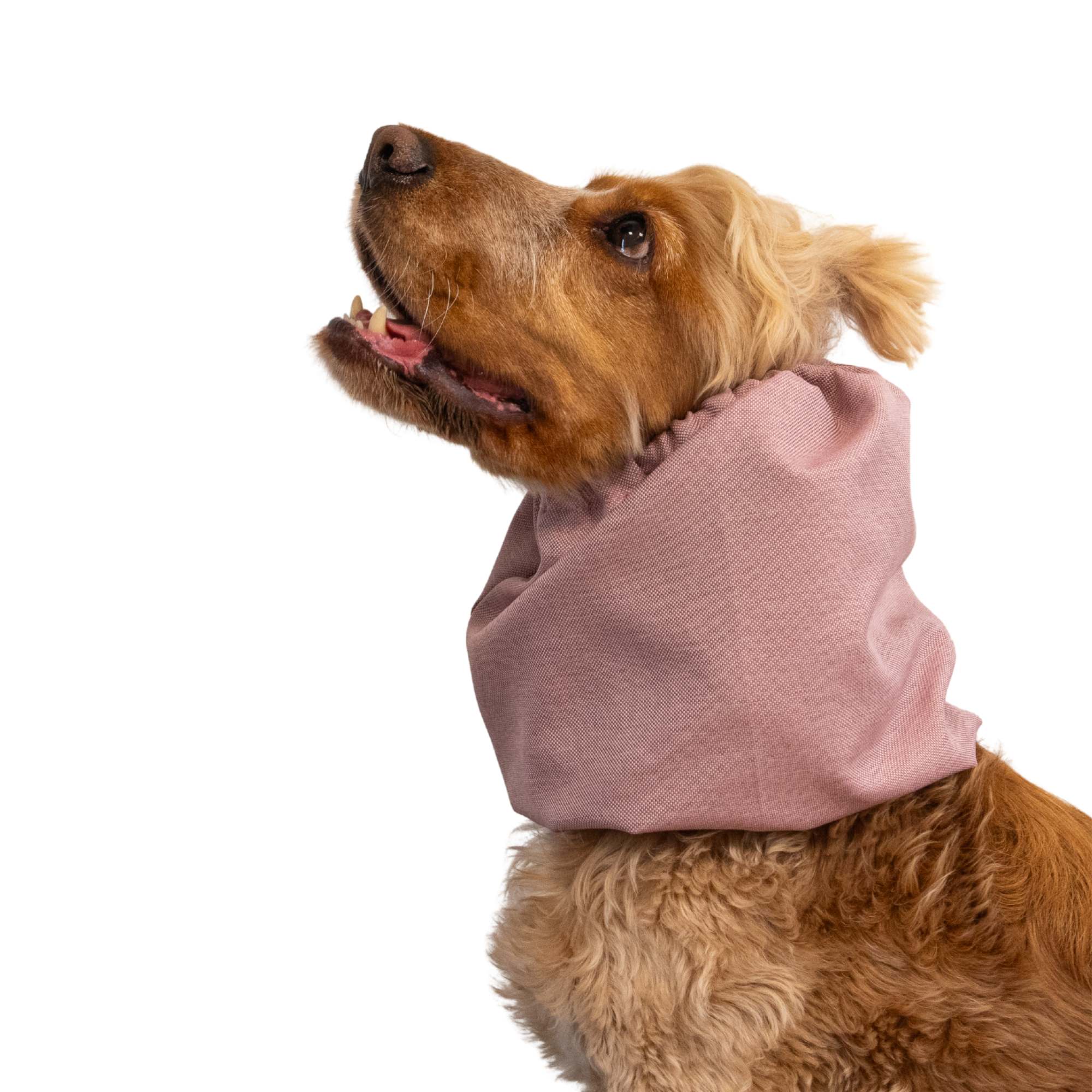 Dog Wearing Dog Snood From Distinguish Me