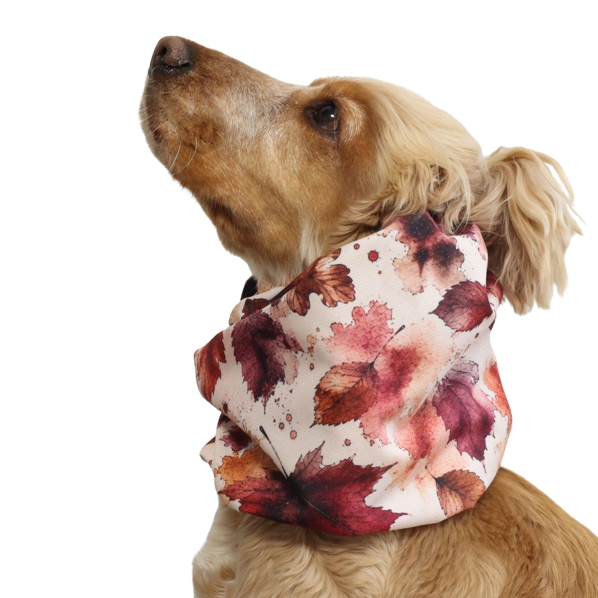 Side view of a Cocker Spaniel wearing the Autumn Maple waterproof snood, showing how it covers and protects the dog's long ears.