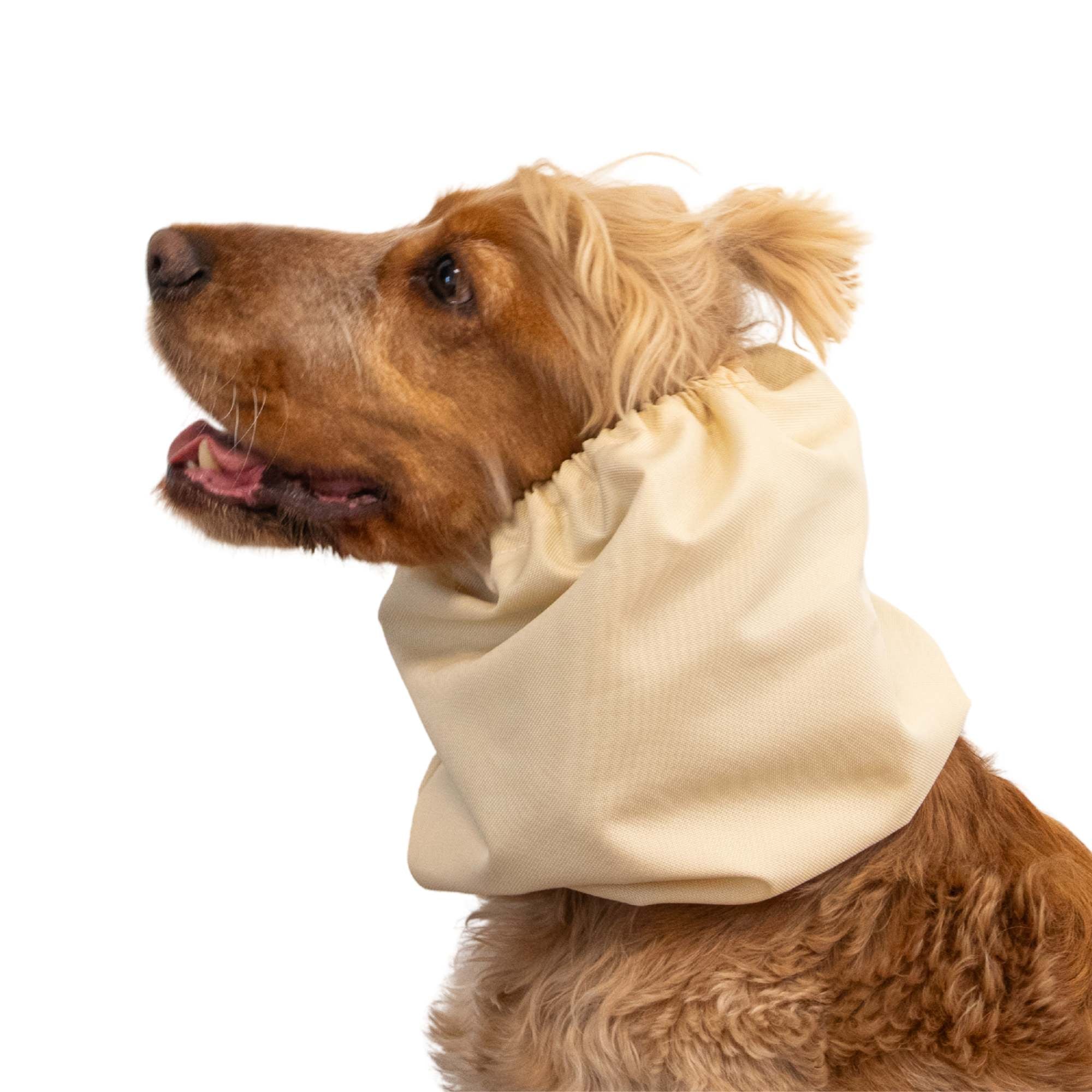 Dog wearing a beige scarf on a white background