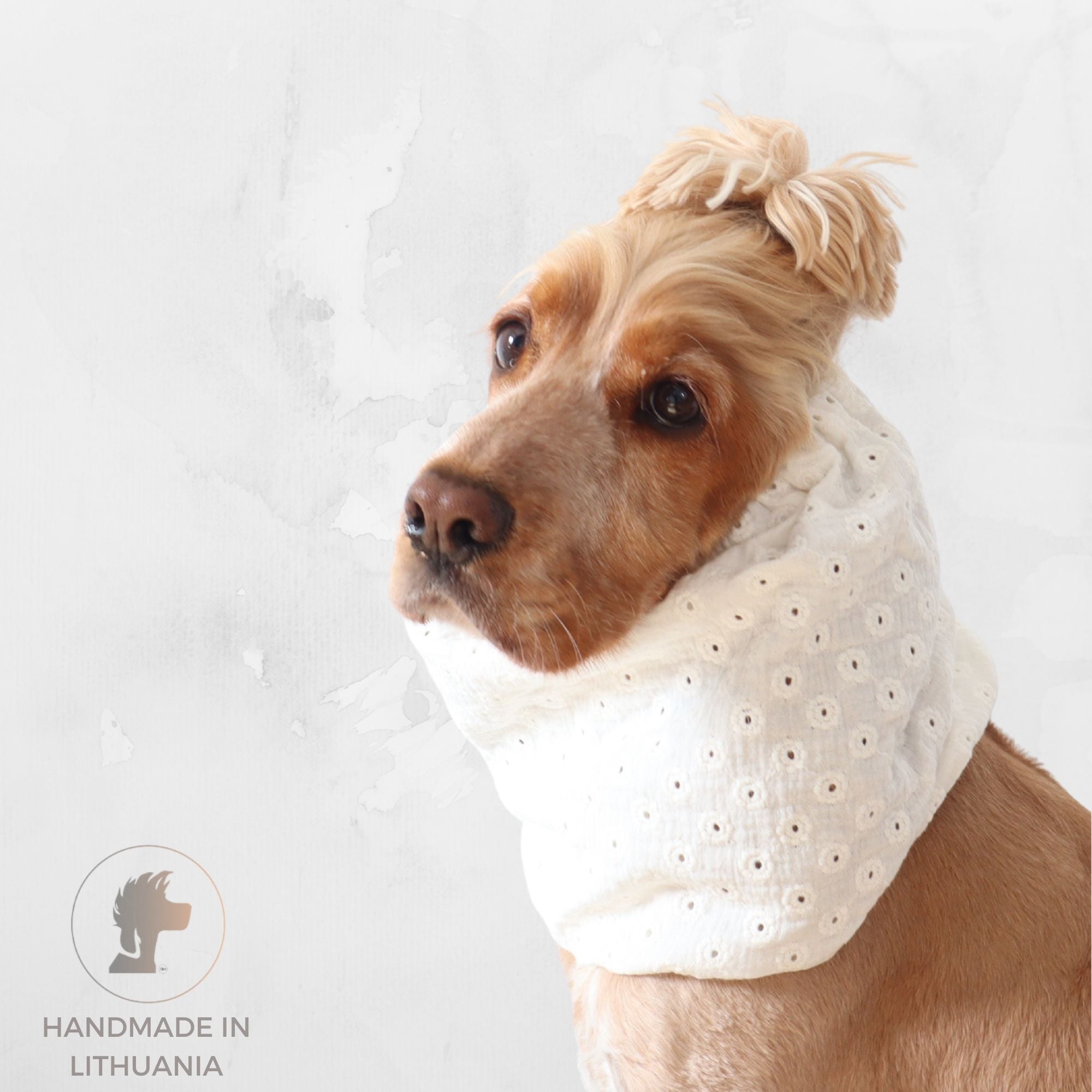 Golden English Cocker Spaniel wearing a white embroidered cotton muslin dog snood with delicate floral eyelet details.