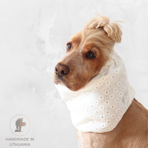 Golden English Cocker Spaniel wearing a white embroidered cotton muslin dog snood with delicate floral eyelet details.