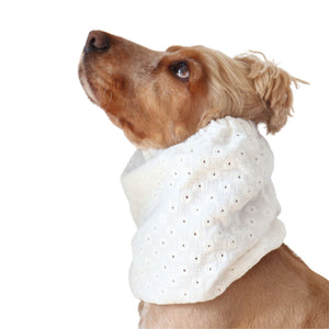 Golden English Cocker Spaniel wearing a white embroidered cotton muslin dog snood with delicate floral eyelet details.