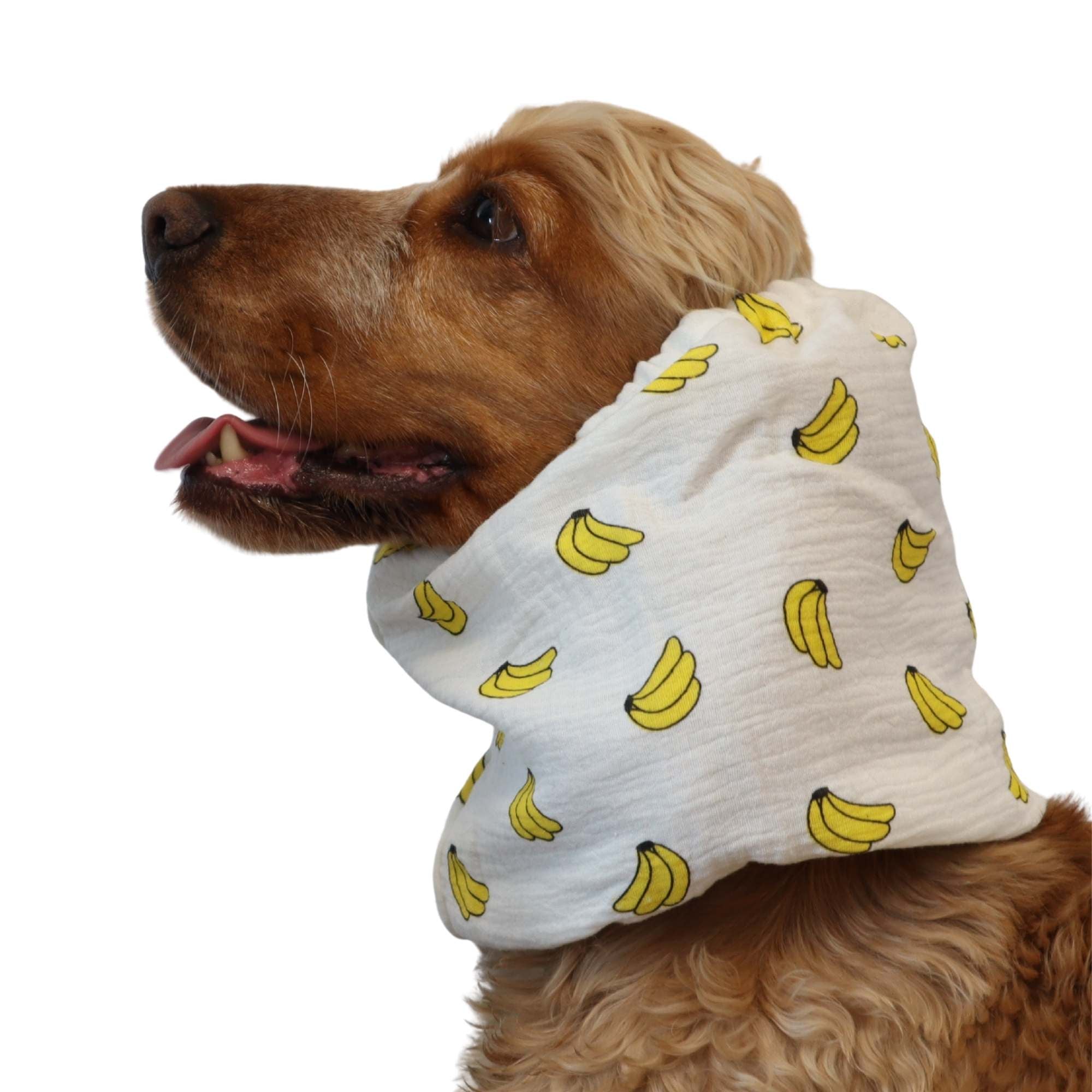 Spaniel wearing white cotton snood with banana print for long ears by Distinguish Me