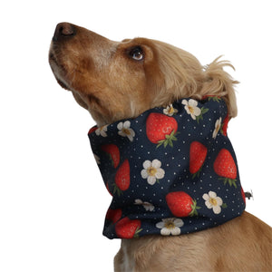 Waterproof dog snood with a strawberry and white flower print on a dark navy background, worn by a dog as an ear cover for long-eared breeds.