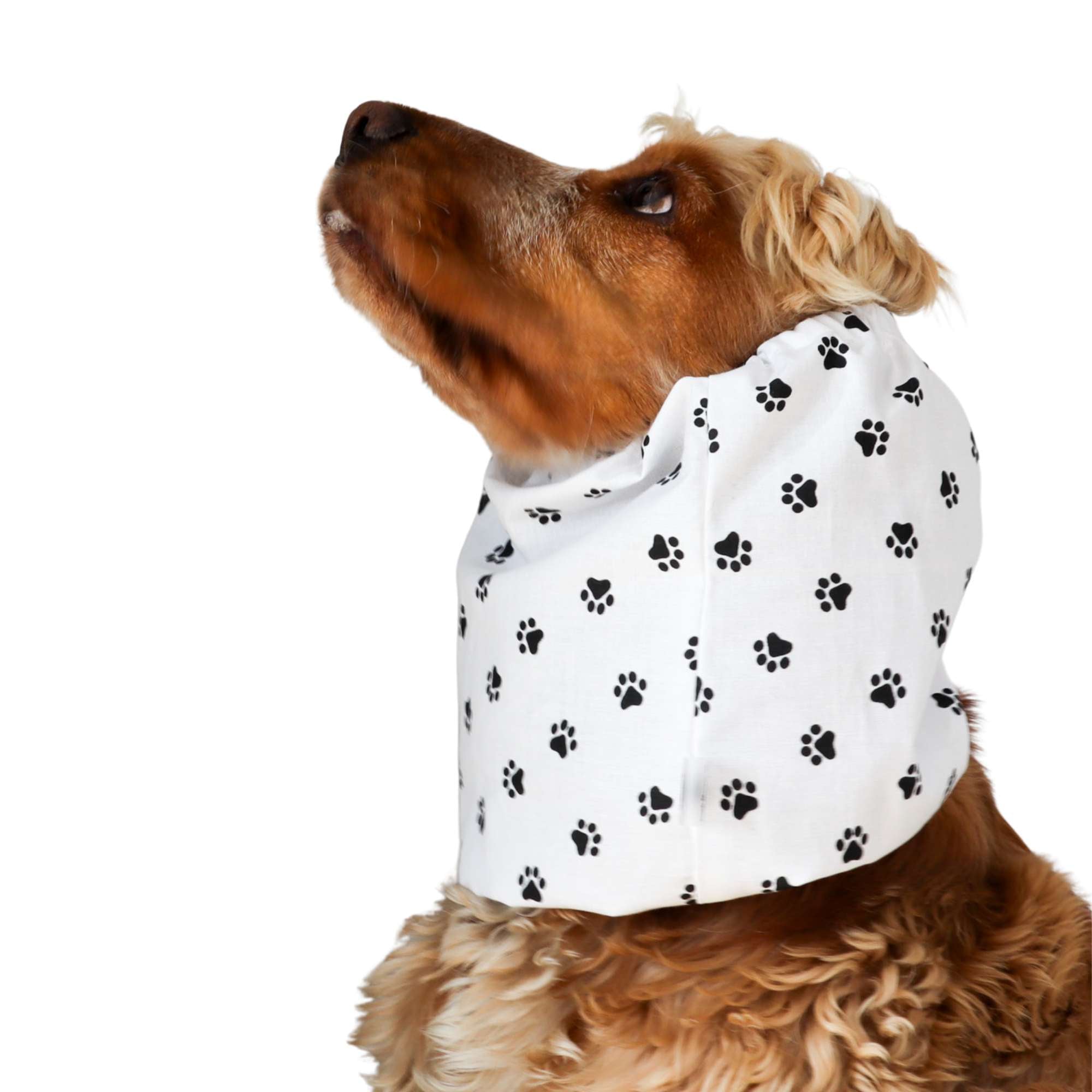 Cotton dog snood for long-eared breeds – summer protection for Cocker Spaniel, Basset Hound, and more