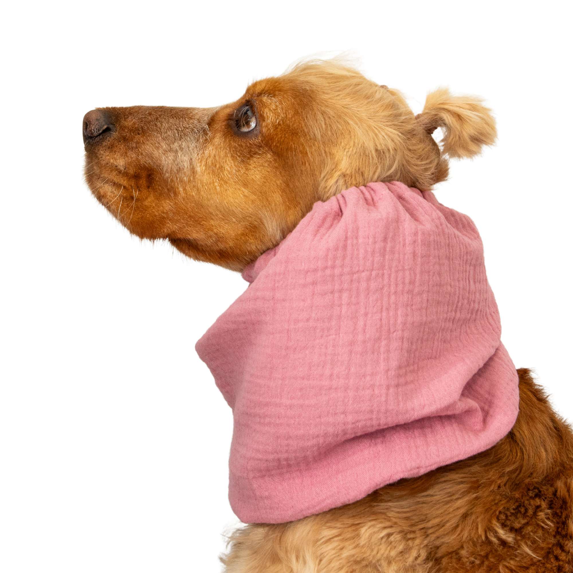 Cotton (Muslin) Dog Snood | Dusty Pink