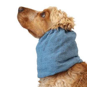 Cocker wearing a sky blue floral dog snood – Sky Bloom summer accessory by Distinguish Me