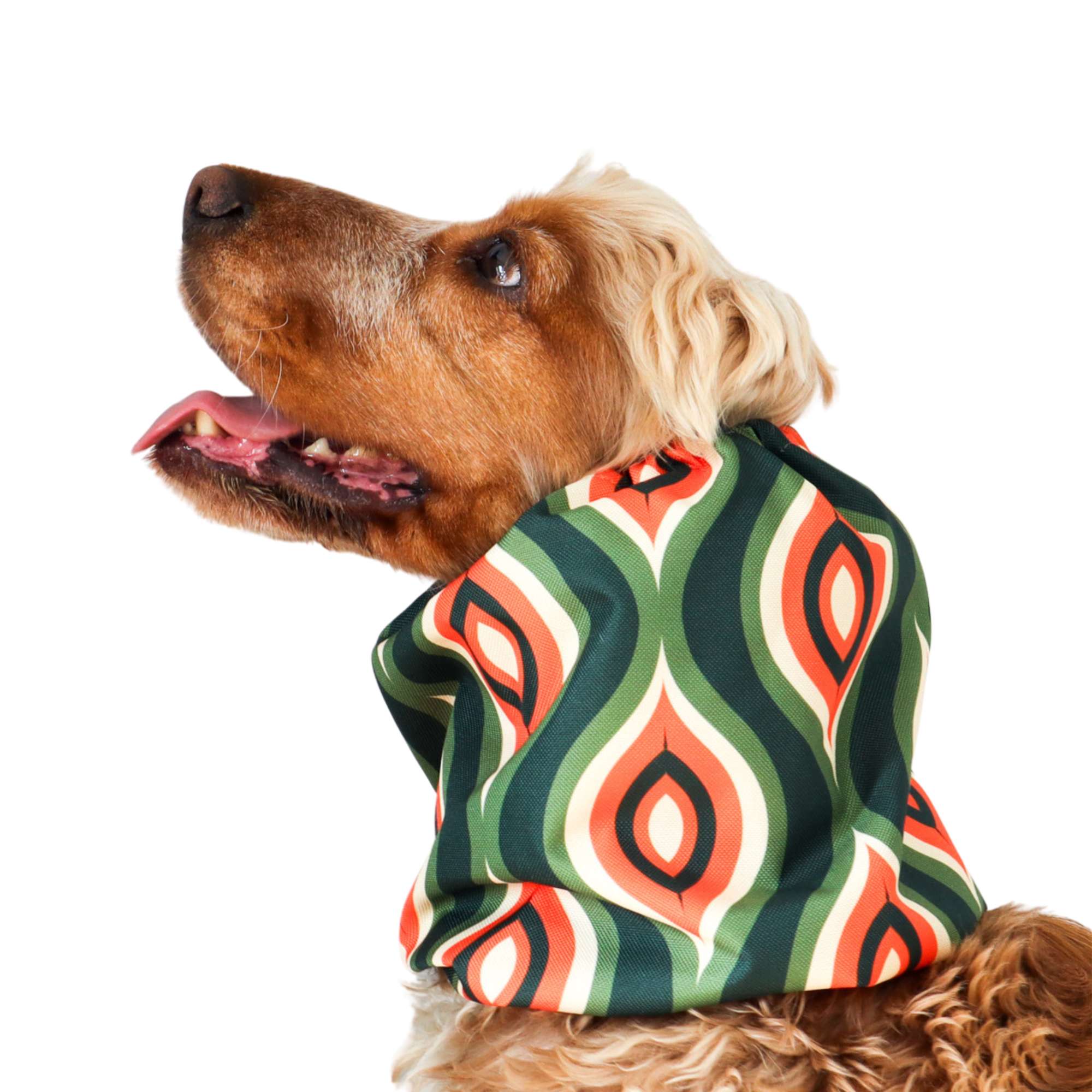 Waterproof dog snood in retro print – ear cover for English Setter, Beagle, and long-eared dogs