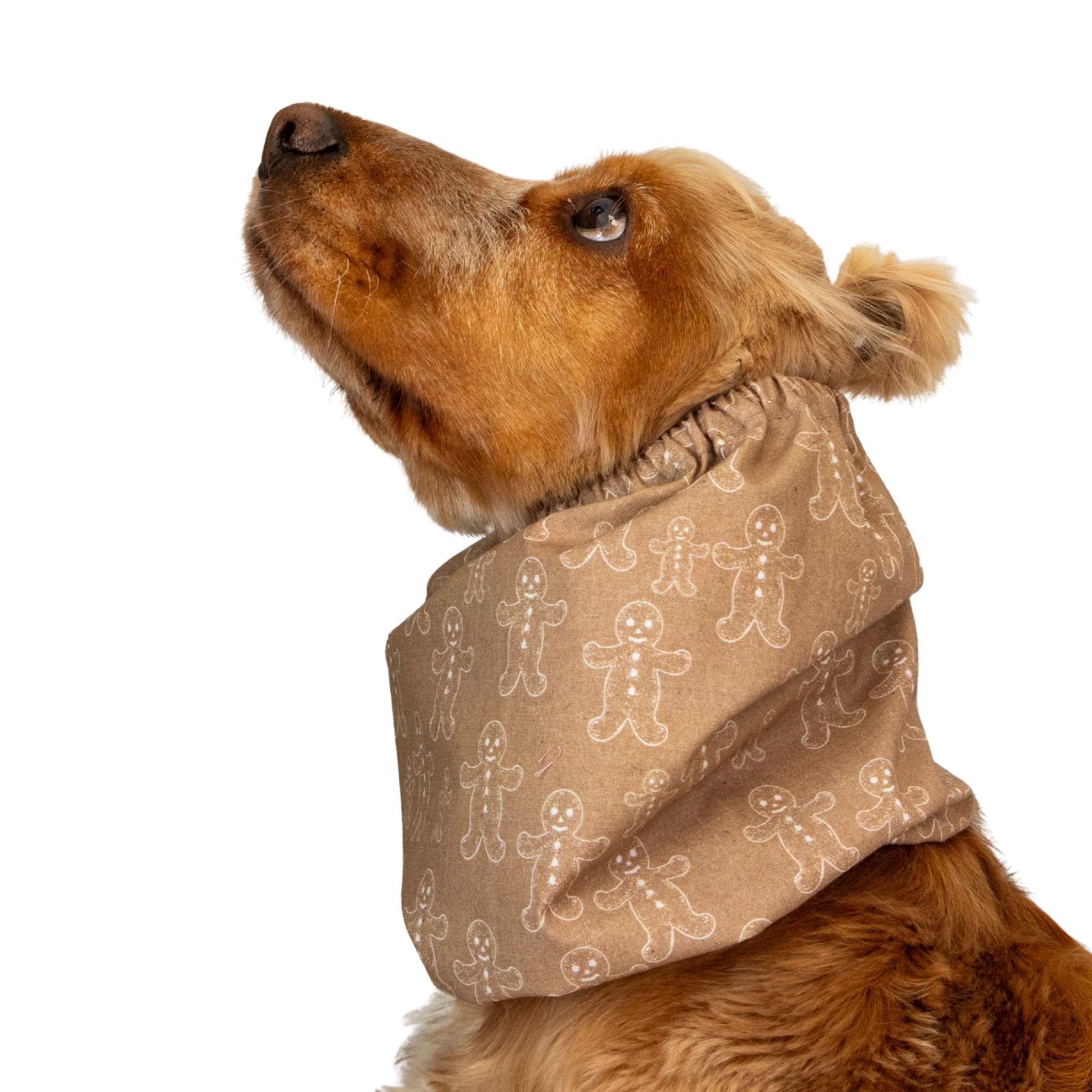 Cotton Dog Snood | Ginger Man