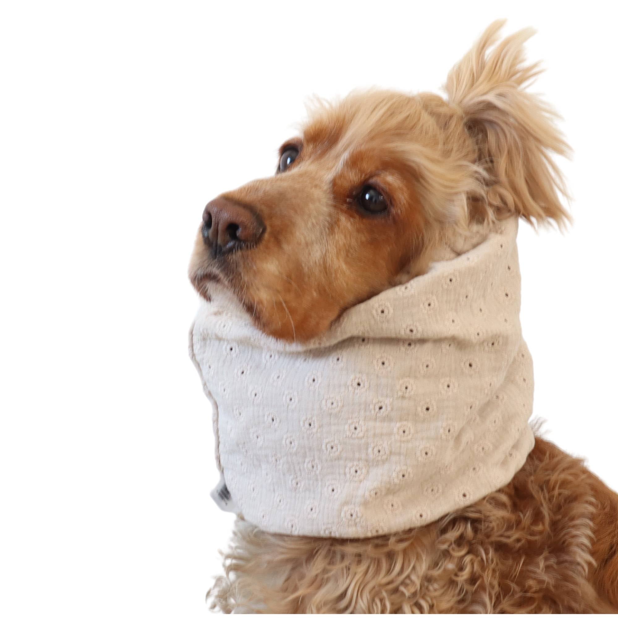 Lightweight feeding snood in soft ivory muslin worn by a Cocker Spaniel