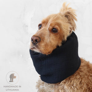 Cocker Spaniel wearing a black muslin dog snood for feeding and summer walks