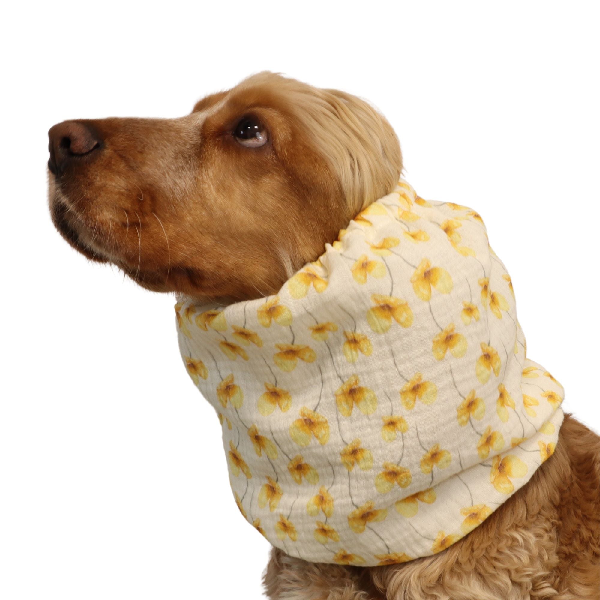 Cotton (Muslin) Dog Snood | Buttercup