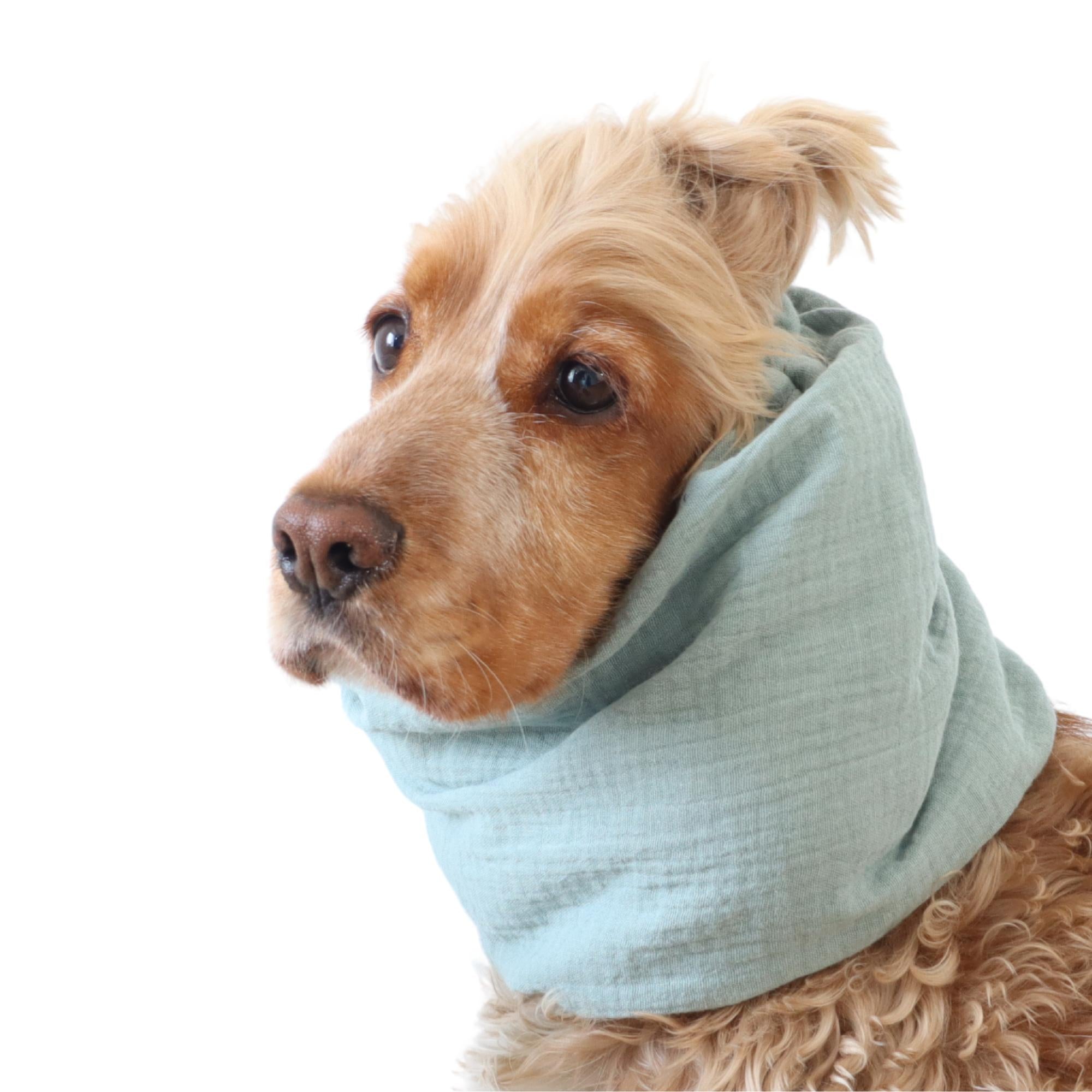 Lightweight feeding snood in soft mint color worn by a Cocker Spaniel