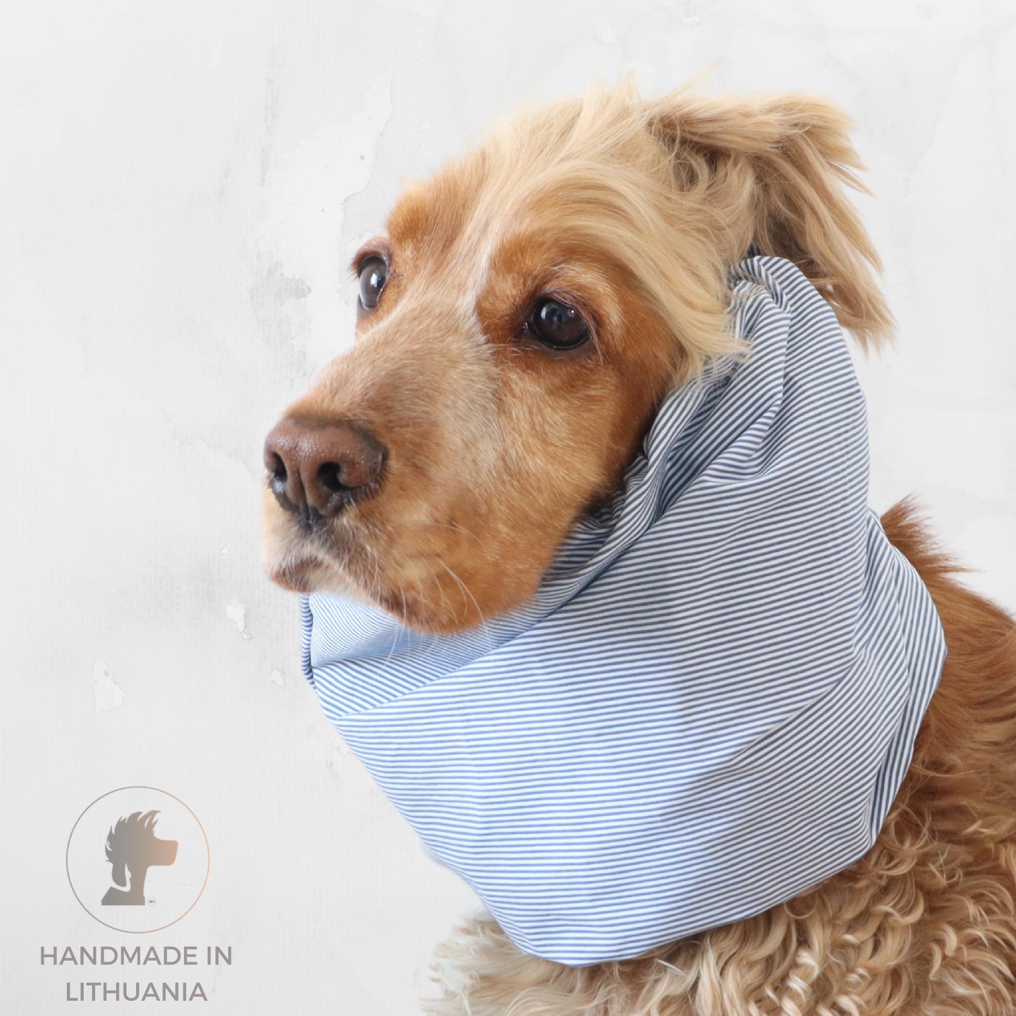 Cocker Spaniel wearing a blue pinstripes cotton dog snood for feeding and daily walks
