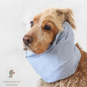 Cocker Spaniel wearing a blue pinstripes cotton dog snood for feeding and daily walks