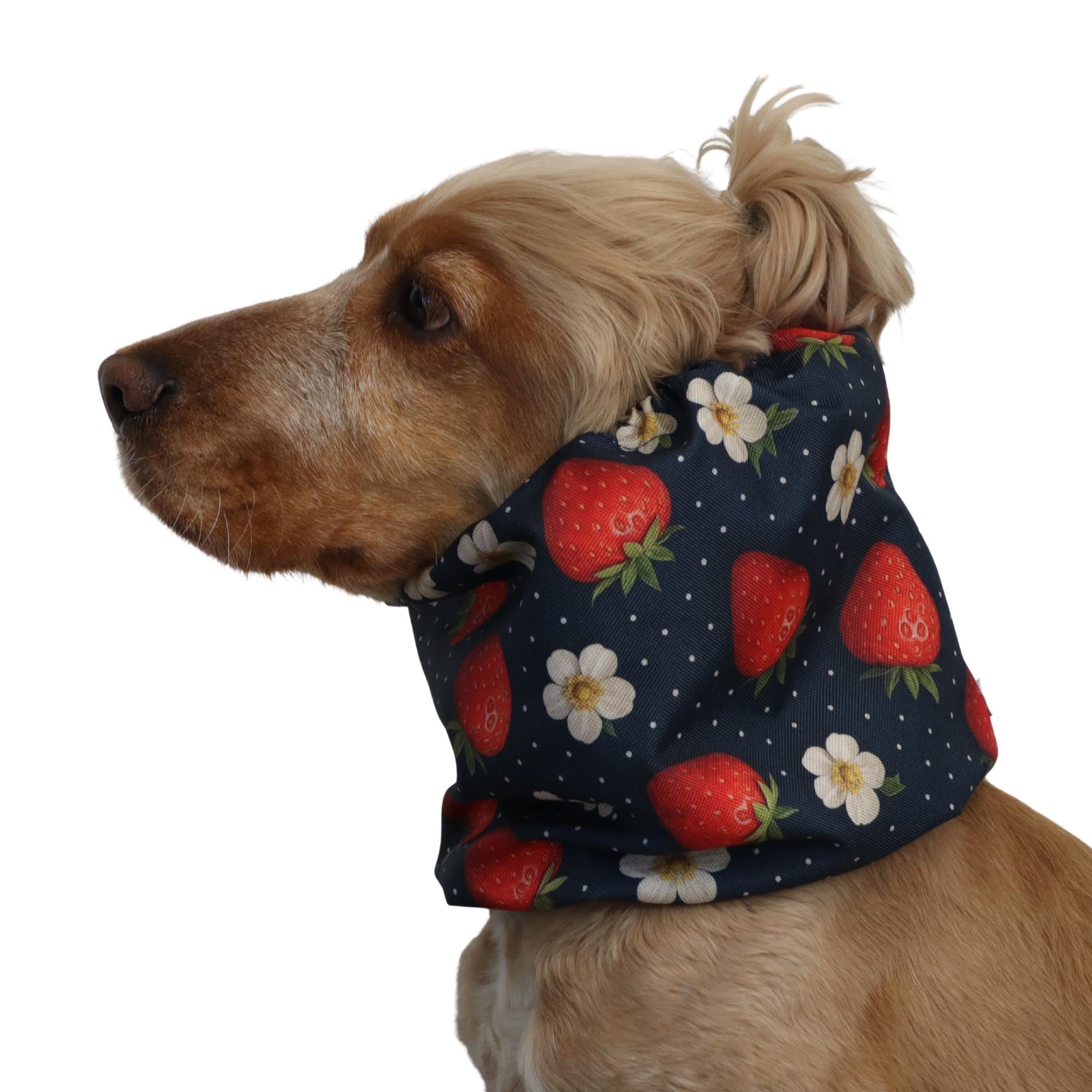 Waterproof dog snood with a strawberry and white flower print on a dark navy background, worn by a dog as an ear cover for long-eared breeds.