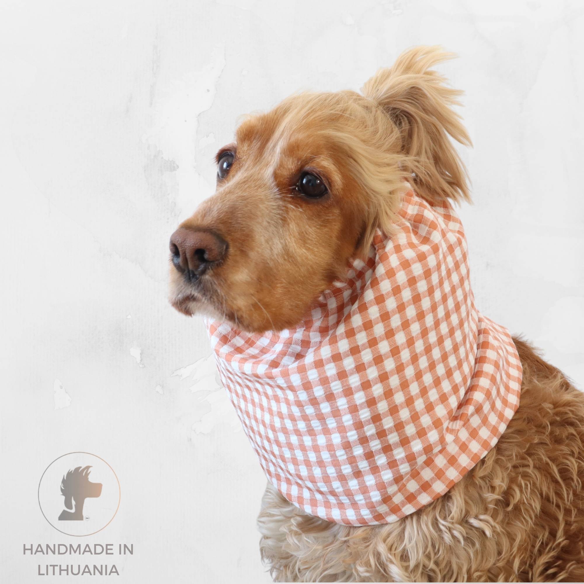 Cocker Spaniel wearing a peach gingham cotton dog snood for feeding and summer walks