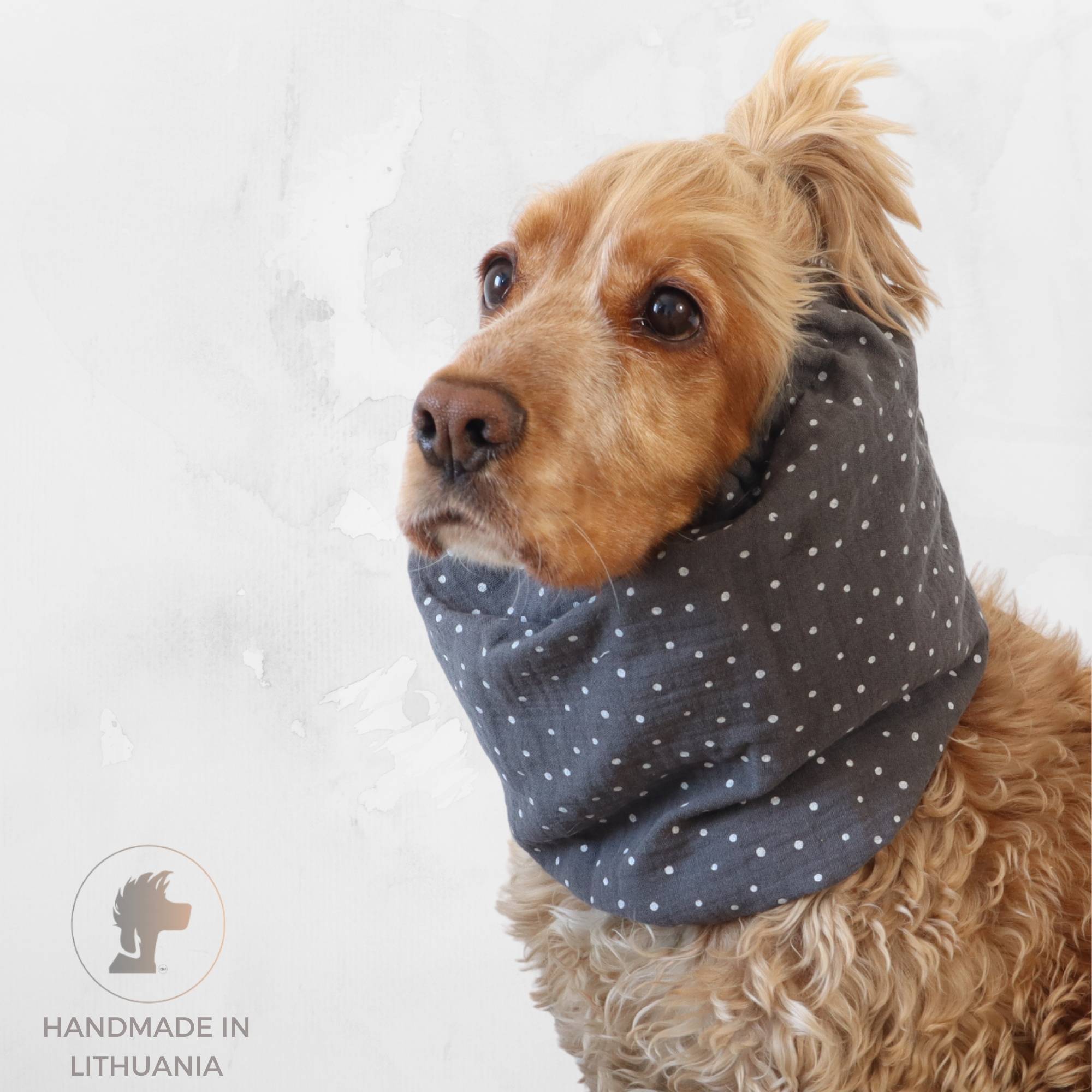Cocker Spaniel wearing a grey dots muslin dog snood for feeding and summer walks