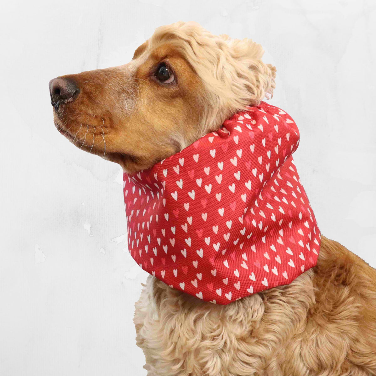 Cocker Spaniel wearing a red waterproof dog snood with white hearts – Distinguish Me