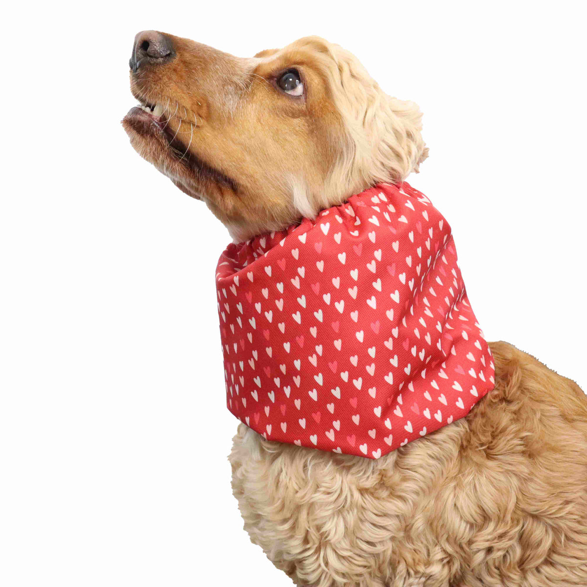 Side view of a Cocker Spaniel wearing a red waterproof dog snood with white hearts – Distinguish Me