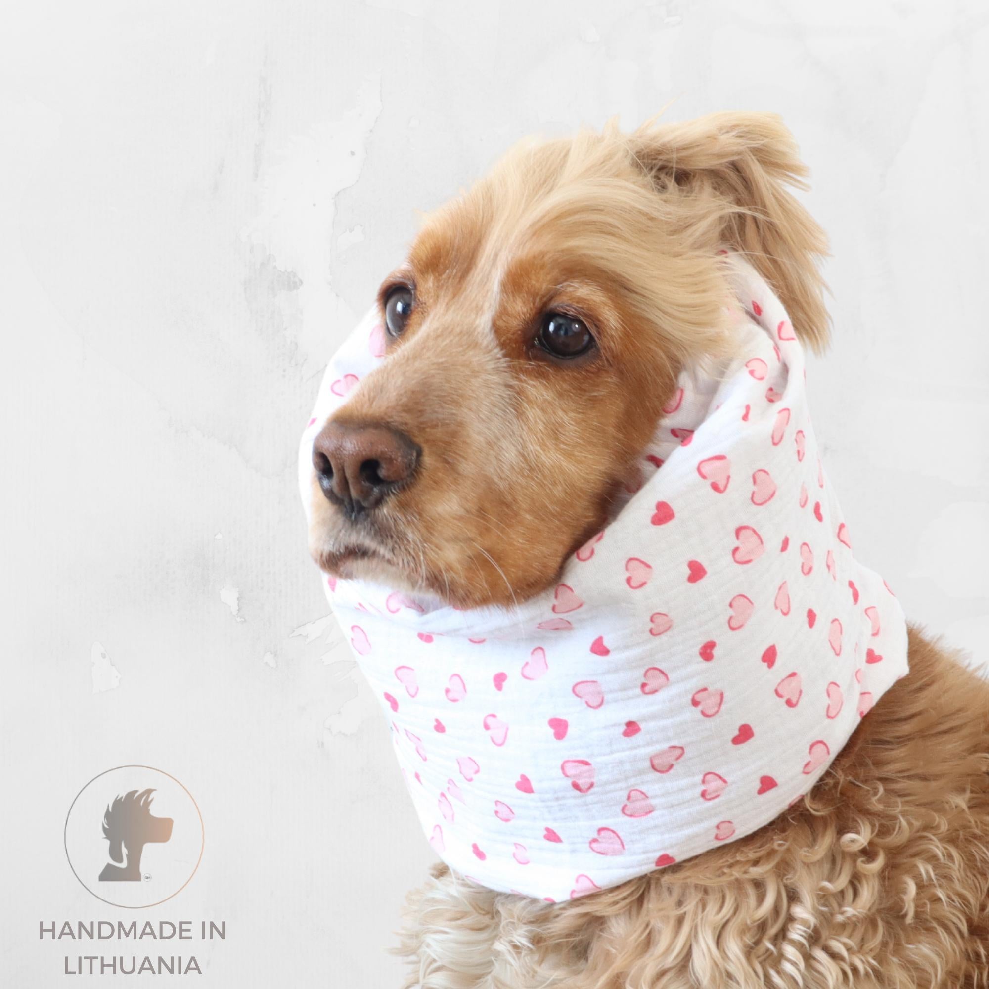 Cocker Spaniel wearing a white cotton dog snood with pink hearts for feeding and daily walks