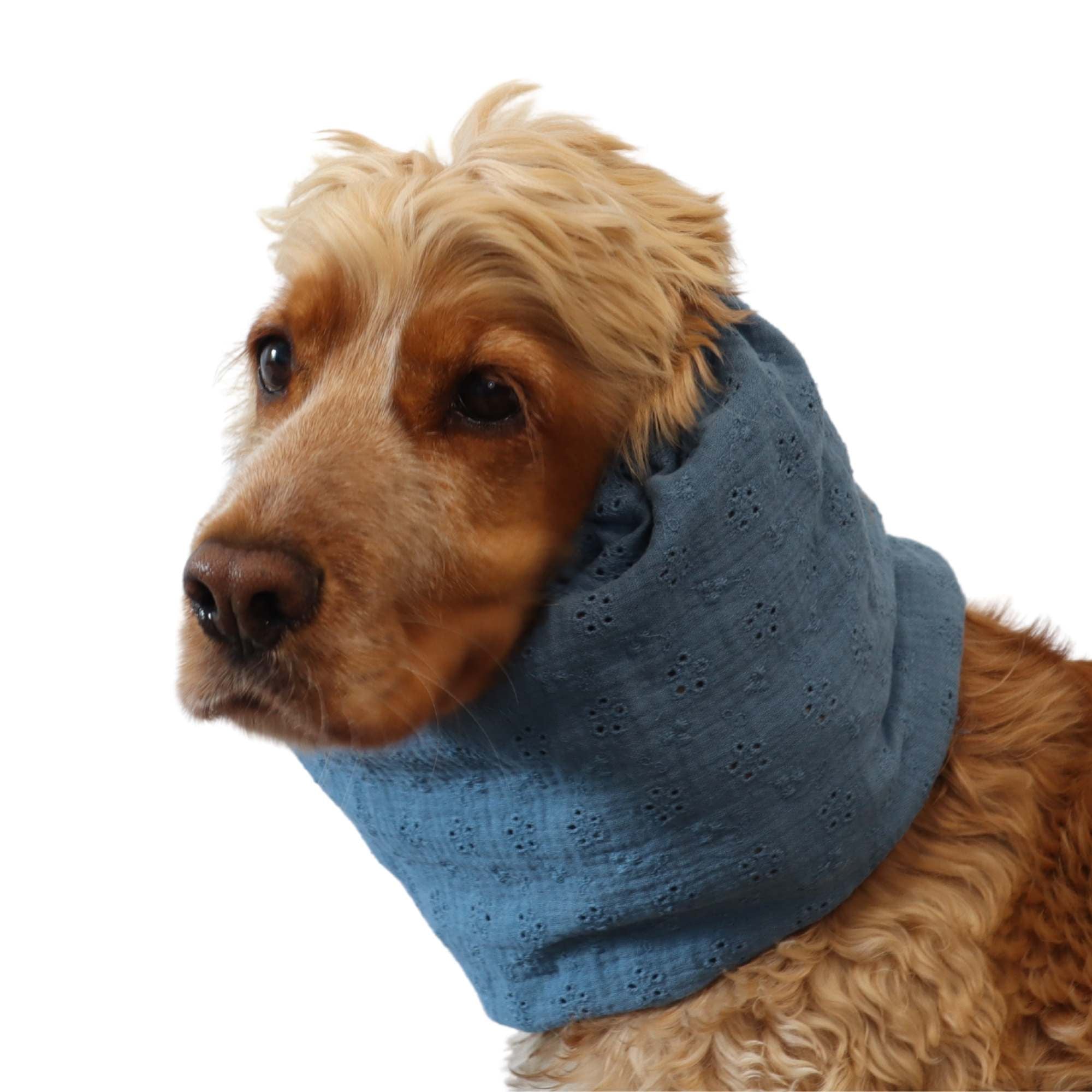 Cocker spaniel wearing a sky blue floral dog snood – Sky Bloom summer accessory by Distinguish Me