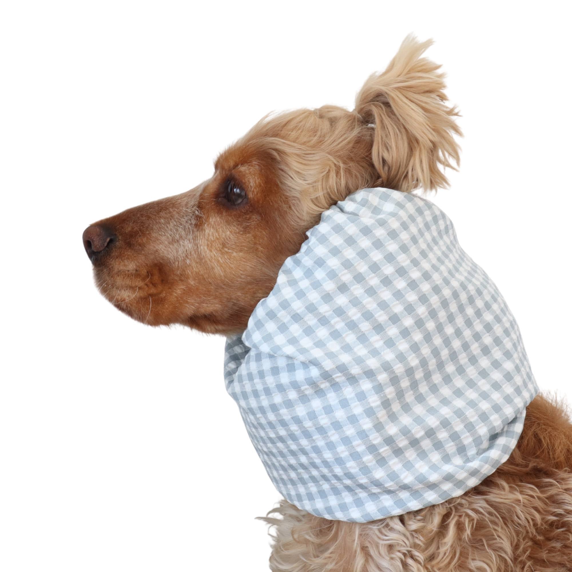 dog with snood