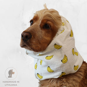 Golden cocker spaniel wearing white cotton snood with banana print for long ears by Distinguish Me