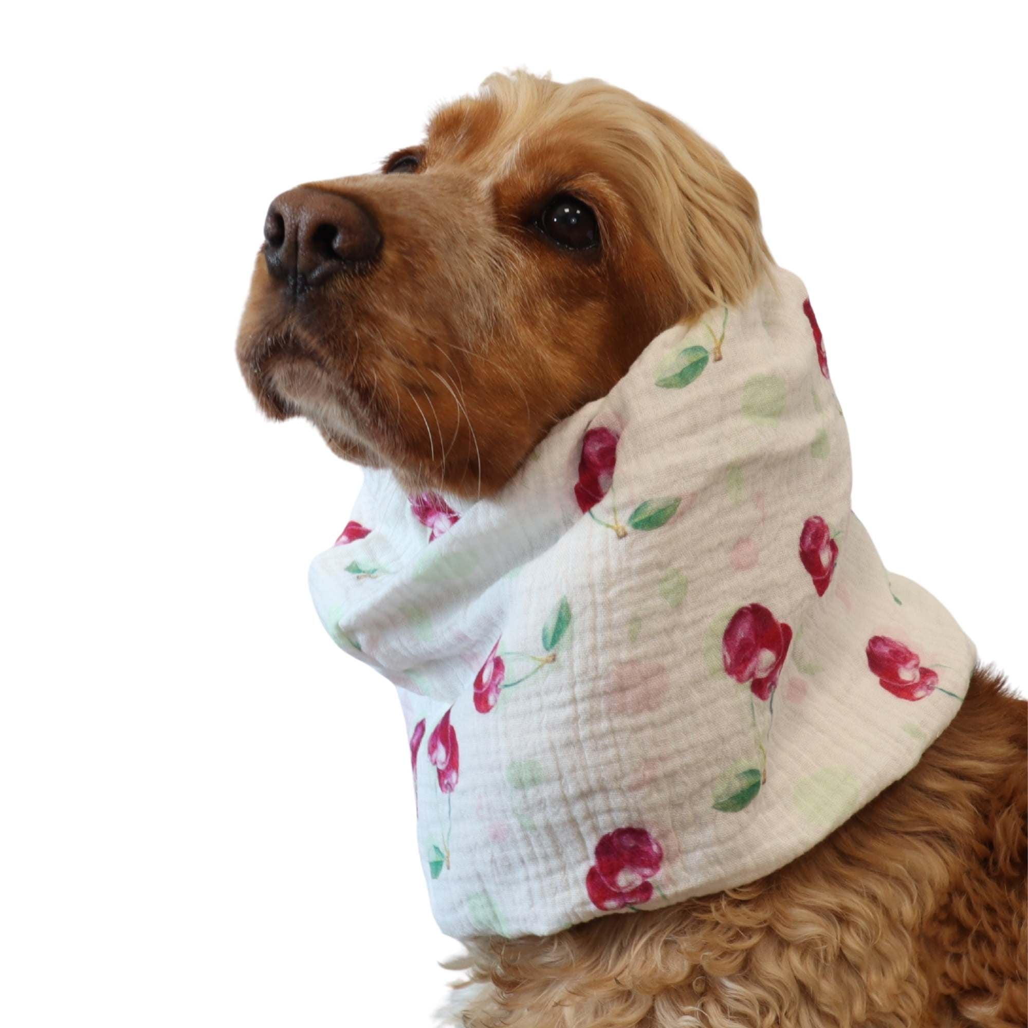 Cocker spaniel wearing cherry print white cotton muslin dog snood by Distinguish Me