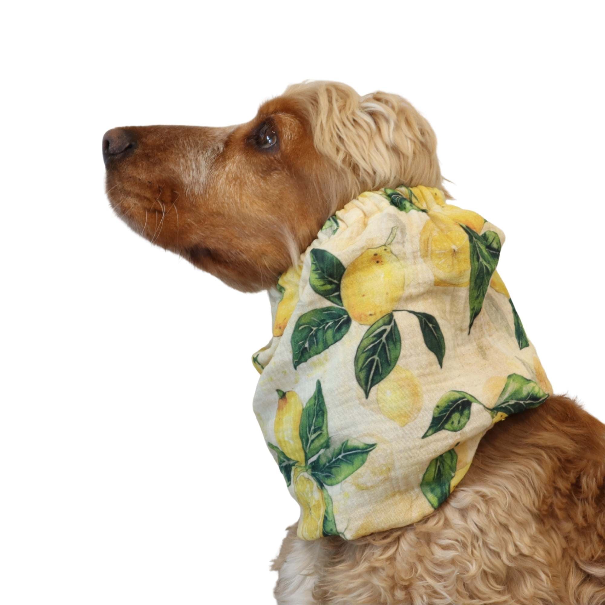 Cocker spaniel wearing muslin dog snood with lemon print – Lemon Tree design by Distinguish Me