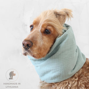 Cocker Spaniel wearing a soft mint muslin dog snood for feeding and summer walks