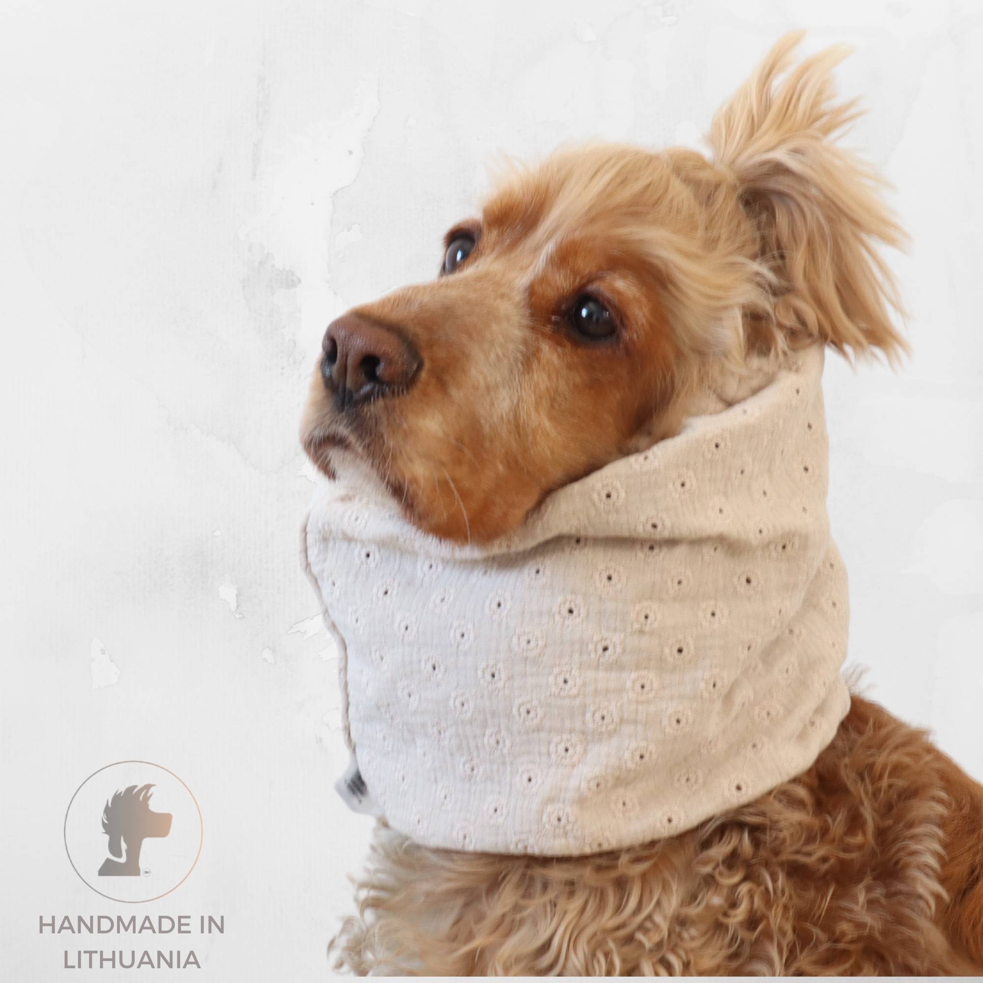 Cocker Spaniel wearing a soft ivory muslin dog snood for feeding and summer walks