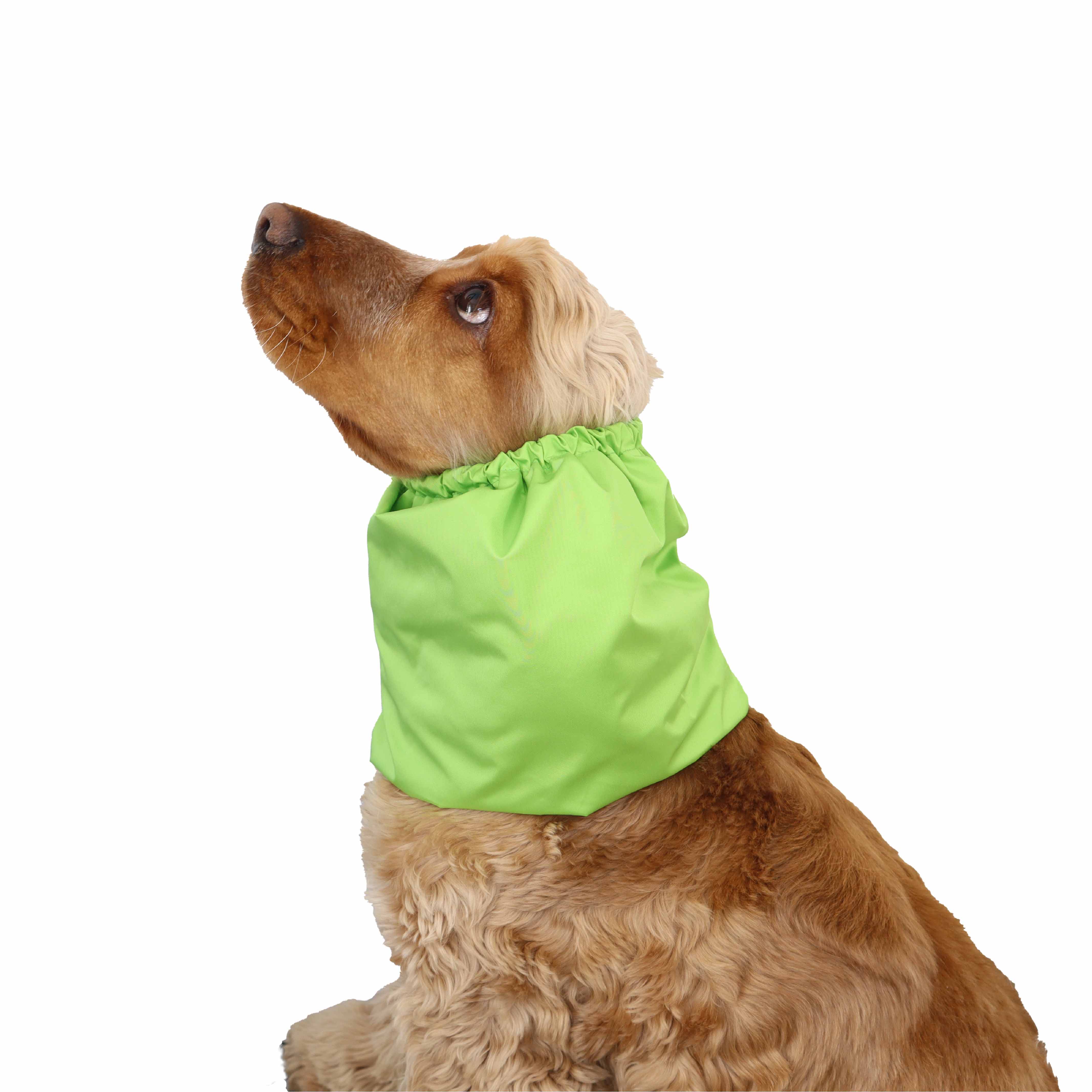 Dog with green ear protector from Distinguish Me