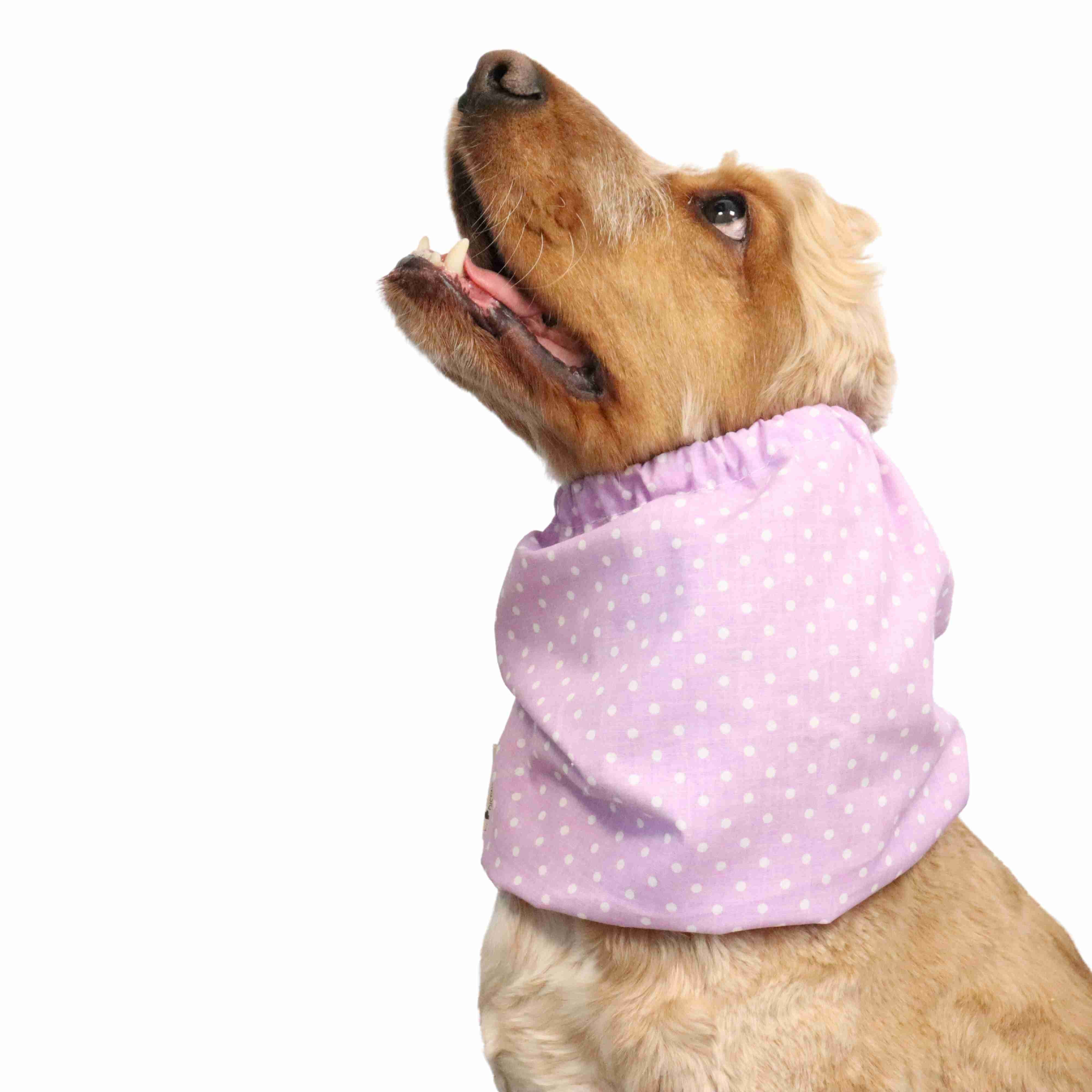 Purple Dog Snood Distinguish Me