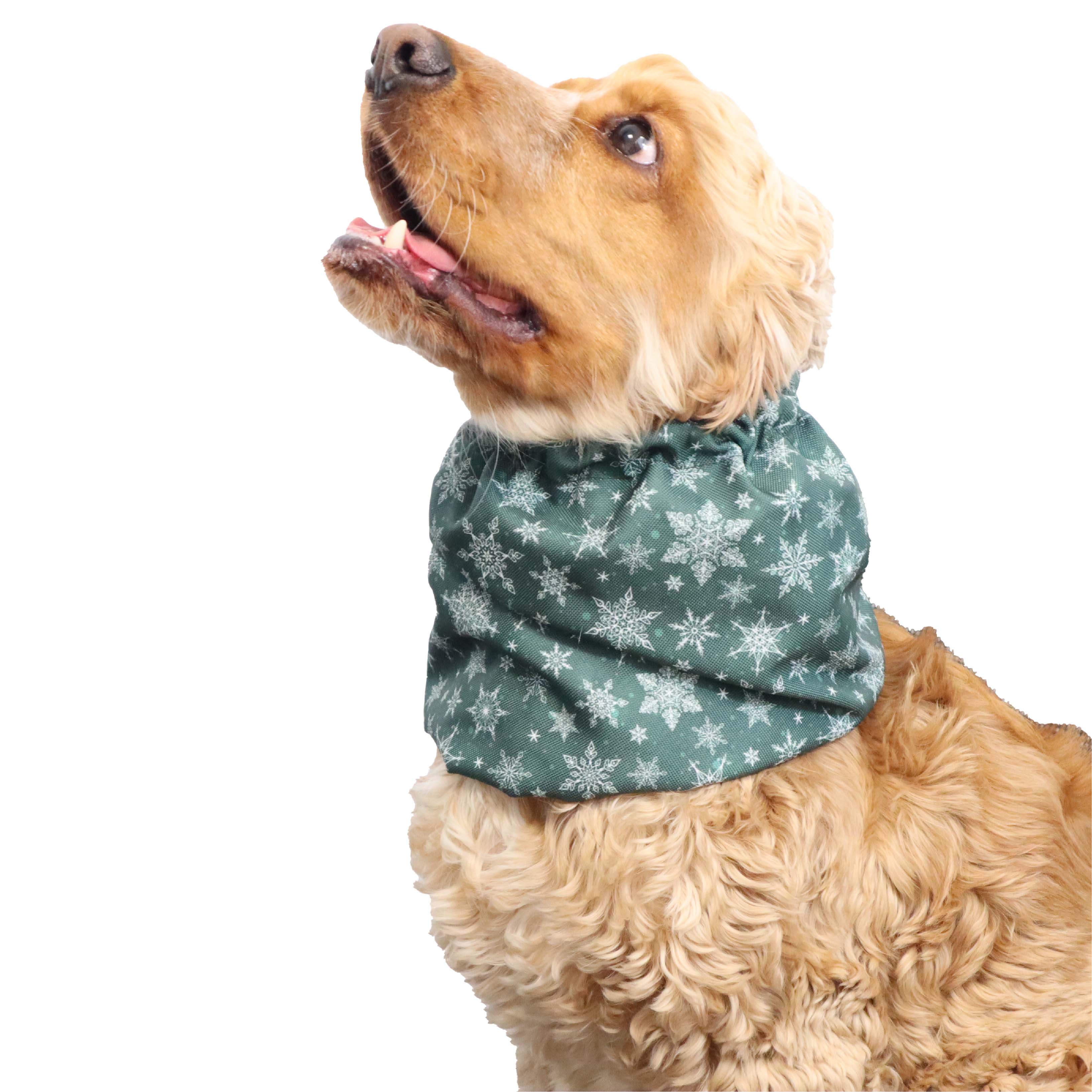 Thick Cocker Spaniel Snood Christmas Theme  Distinguish Me