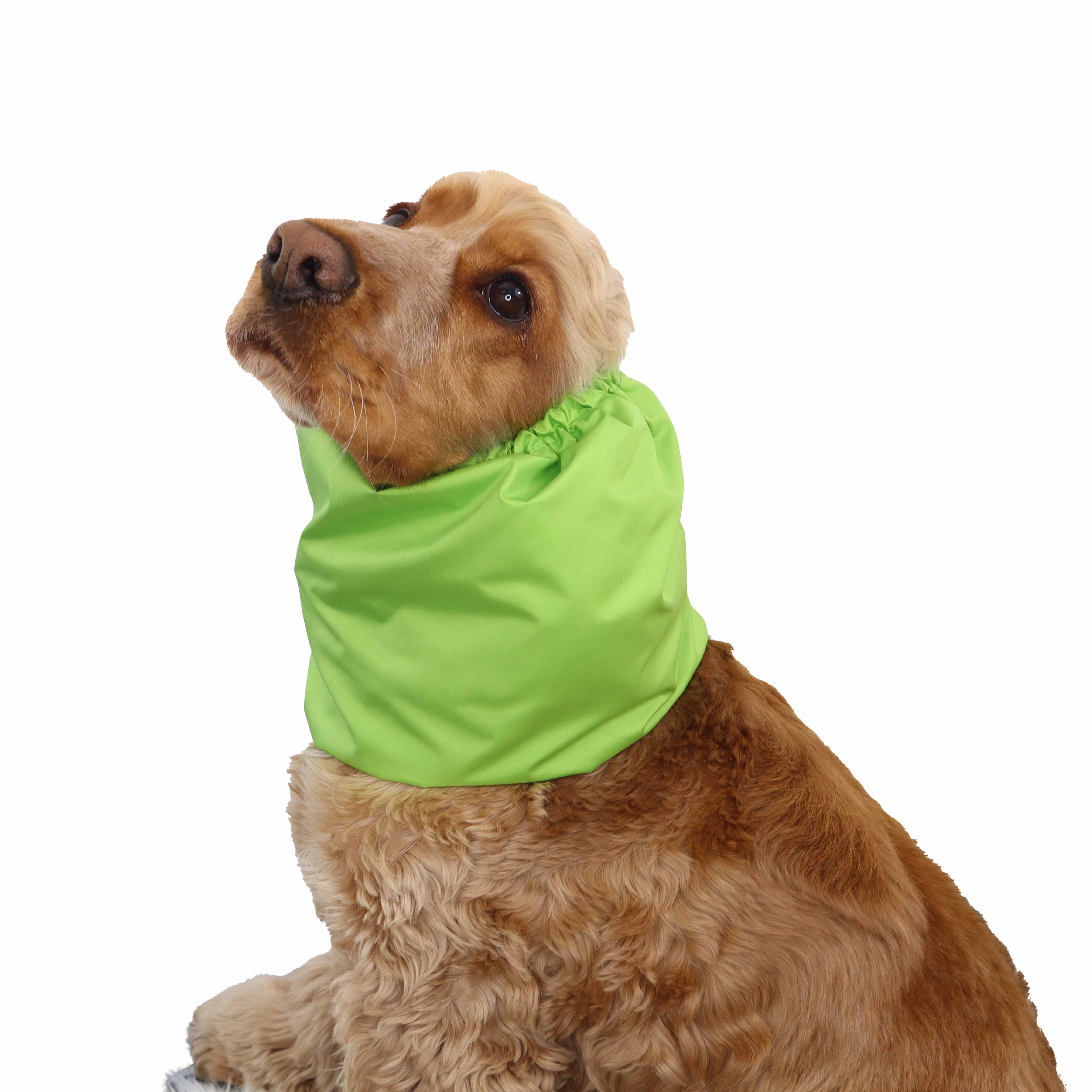 Dog With Green Feeding Snood By Distinguish Me