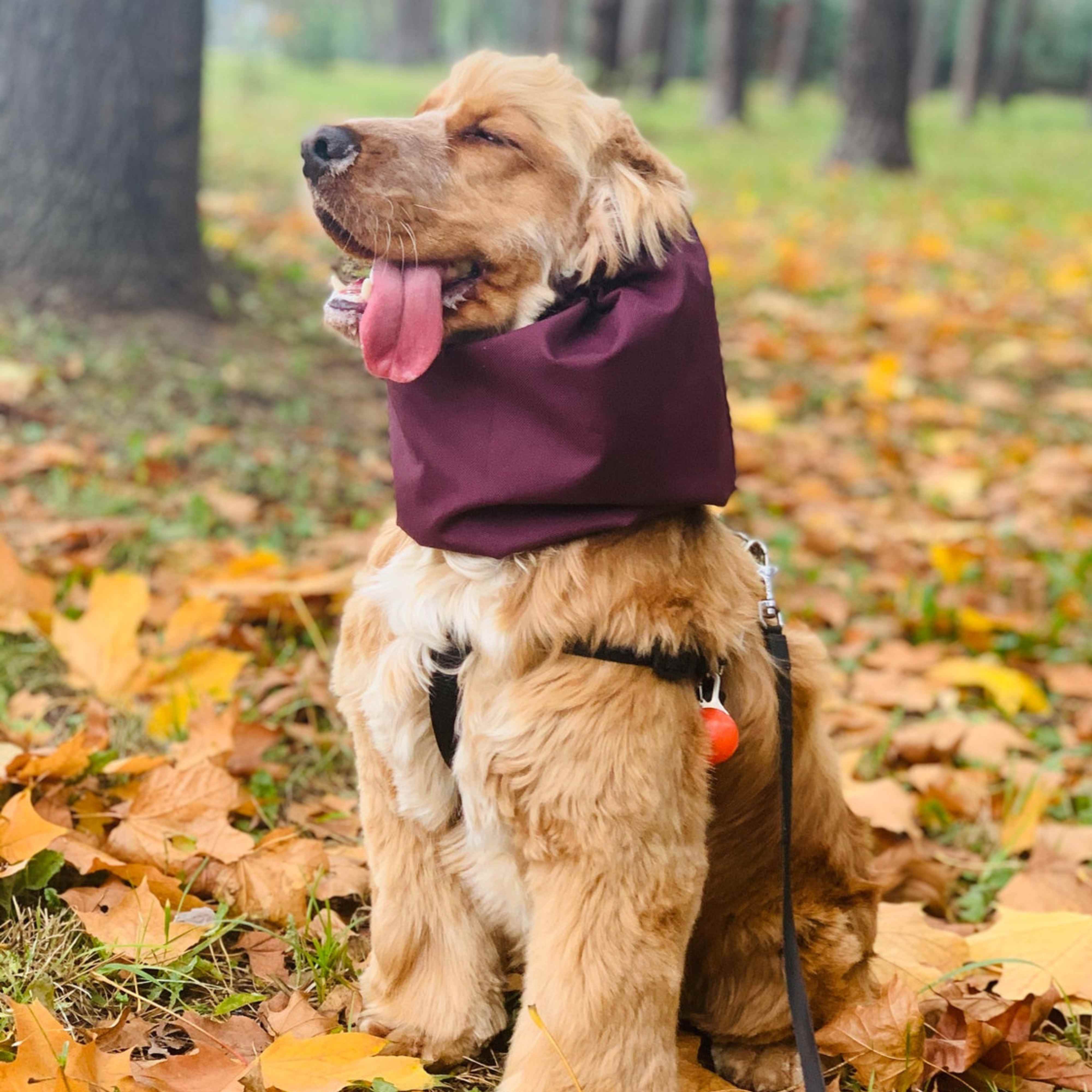 Happy dog with snood by Distinguish Me