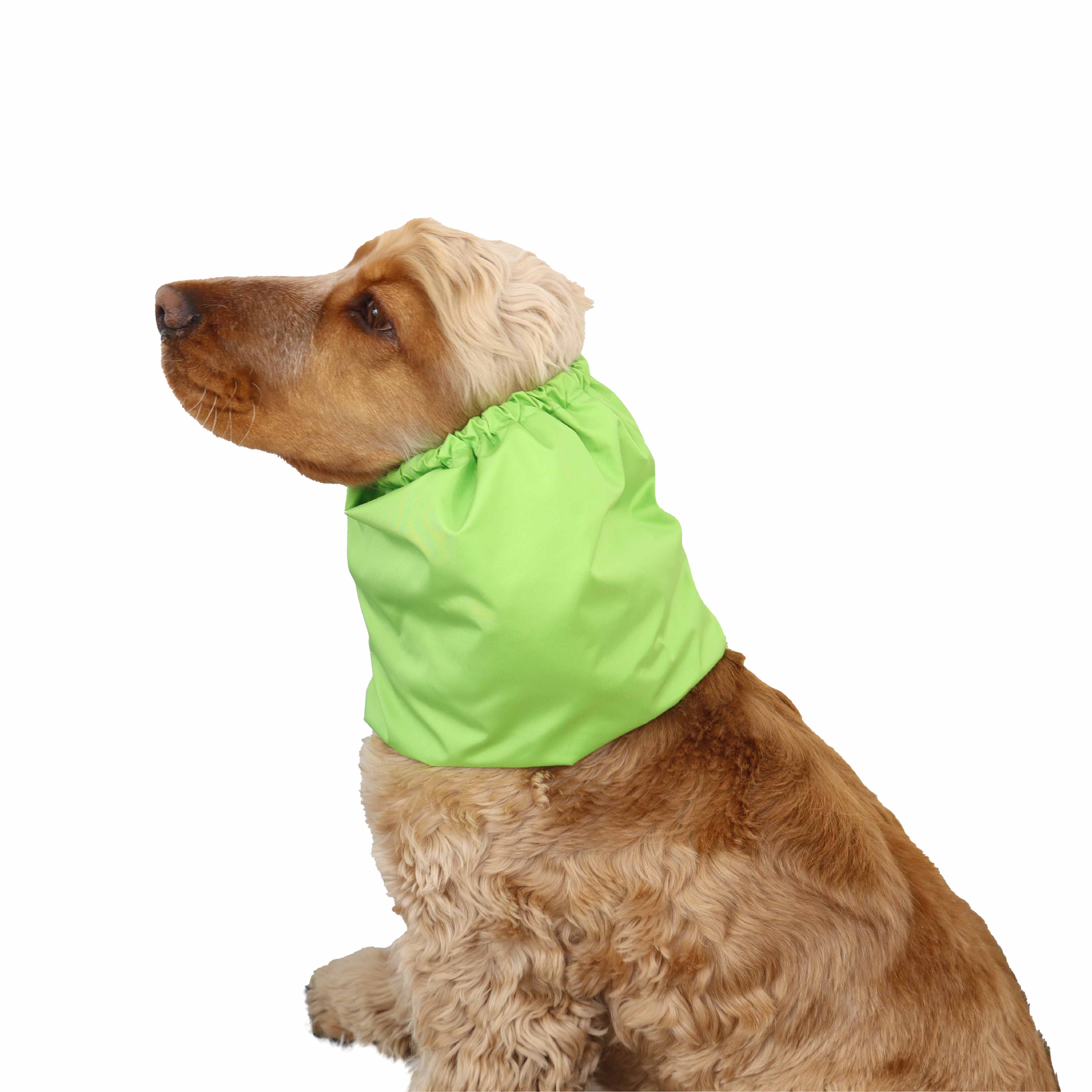 Spaniel with green dog snood by Distinguish Me