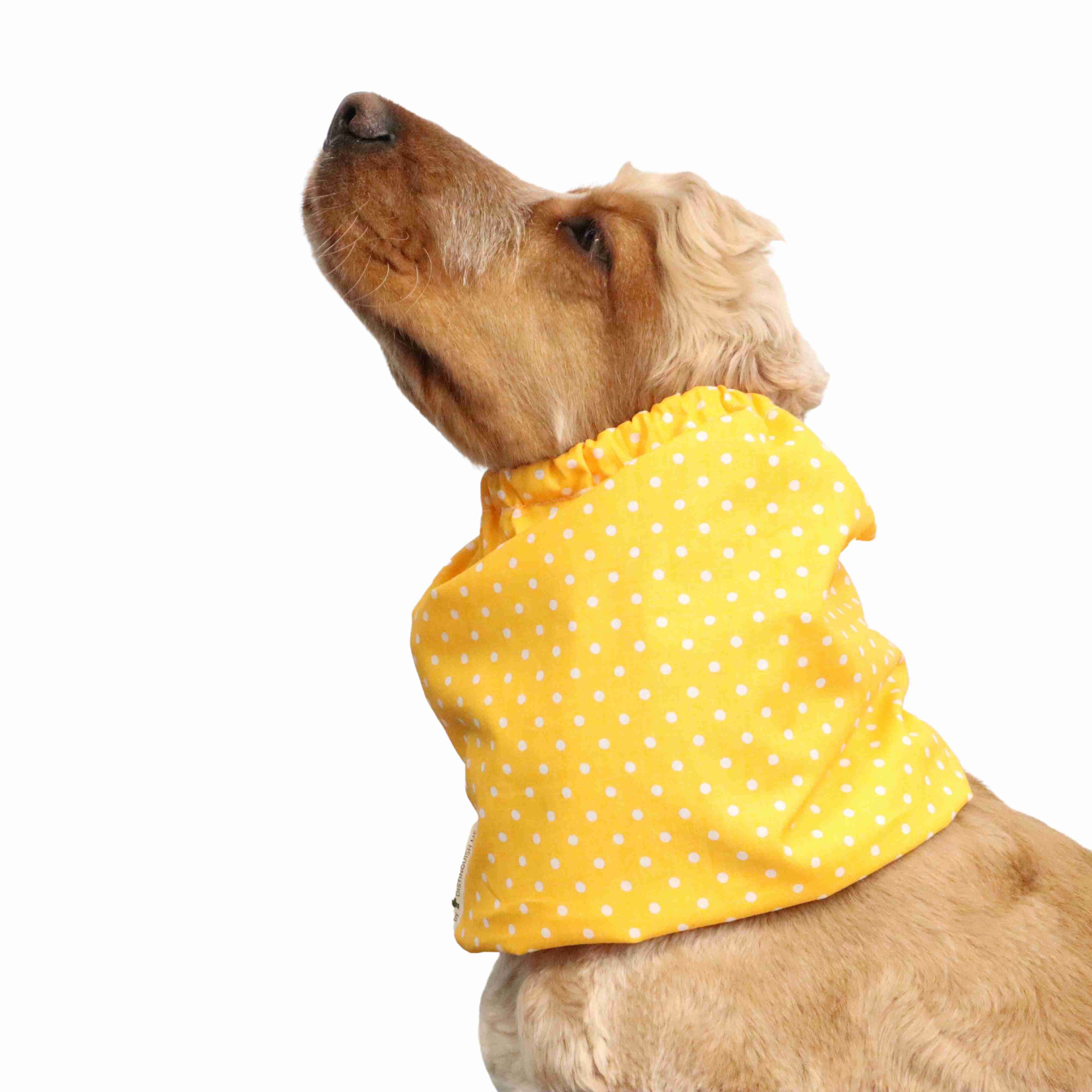 Summer Dog Snood Distinguish Me